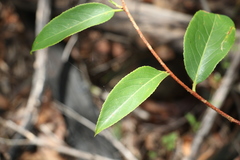 Celastrus subspicatus