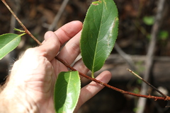 Celastrus subspicatus