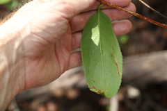 Celastrus subspicatus