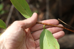 Celastrus subspicatus