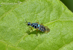 Neanalcocerus hortulanus