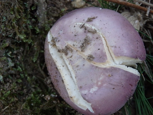 Russula cyanoxantha — (c) Carminda Santos, some rights reserved (CC BY)