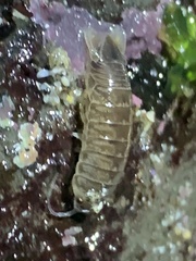 Cirolana harfordi