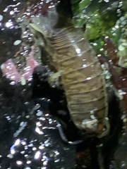 Cirolana harfordi