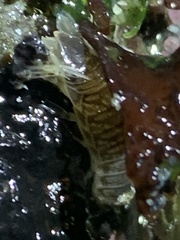 Cirolana harfordi