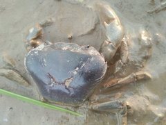 Parathelphusa convexa