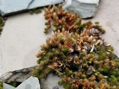 Selaginella densa scopulorum