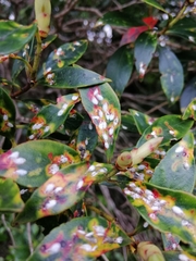 Anoplaspis metrosideri