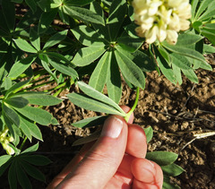 Lupinus prunophilus