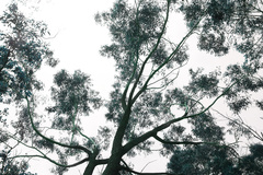 Eucalyptus cloeziana