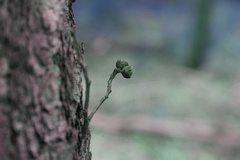 Eucalyptus cloeziana