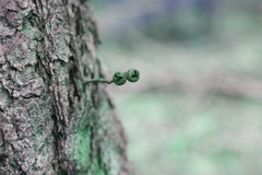 Eucalyptus cloeziana