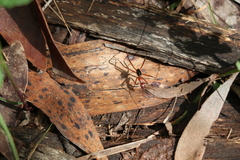 Leptomyrmex tibialis