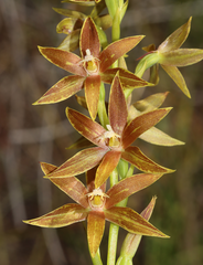 Thelymitra fuscolutea