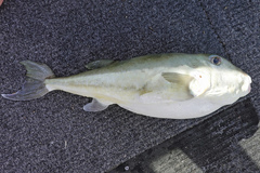 Lagocephalus lunaris