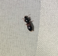 Clivina basalis