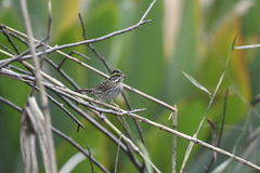 Emberiza chrysophrys