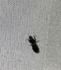 Clivina basalis