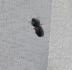 Clivina basalis