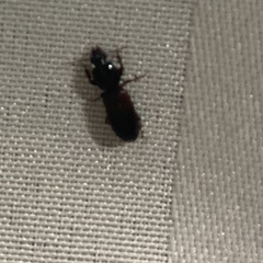 Clivina basalis