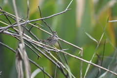 Emberiza chrysophrys
