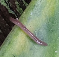 Microplana terrestris