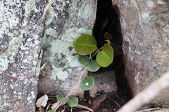 Hoya australis australis