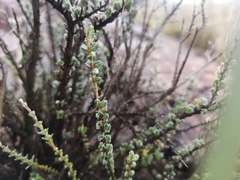 Eriocephalus spinescens