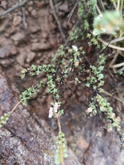 Eriocephalus spinescens