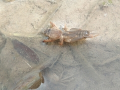 Gryllotalpa orientalis