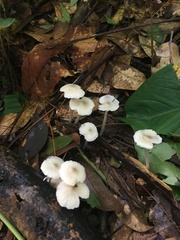 Clitocybula abundans