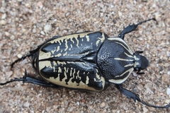 Goliathus albosignatus