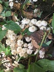 Clitocybula abundans