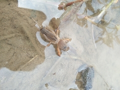 Gryllotalpa orientalis