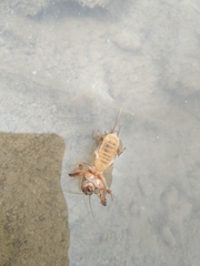 Gryllotalpa orientalis