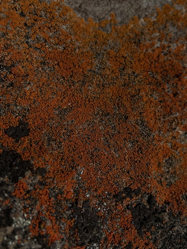 iNaturalist observation photo of Xanthorioideae