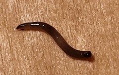 Microplana terrestris