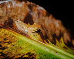 Chirixalus trilaksonoi