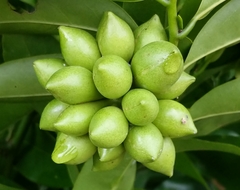 Artabotrys hexapetalus