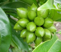 Artabotrys hexapetalus