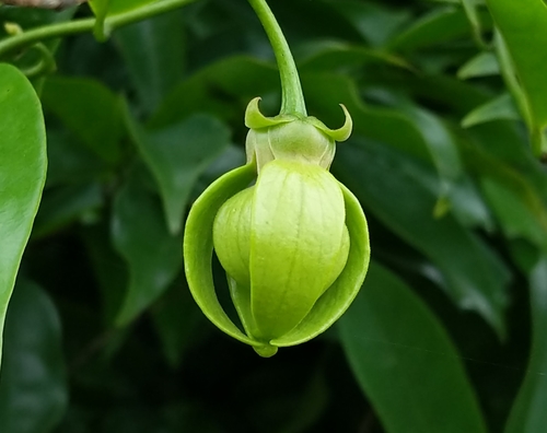 Artabotrys hexapetalus