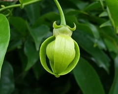 Artabotrys hexapetalus