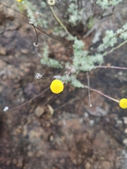 Pentzia globosa