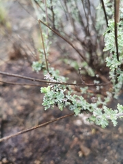 Pentzia globosa