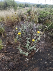 Pentzia globosa