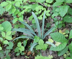 Galanthus alpinus