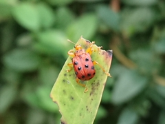 Agomadaranus pardaloides