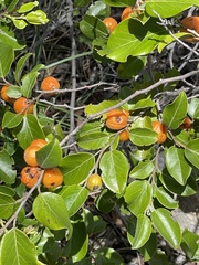 Petalostigma