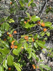 Petalostigma