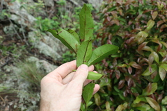 Cryptocarya sclerophylla